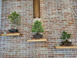 Examples of Bonsai on display